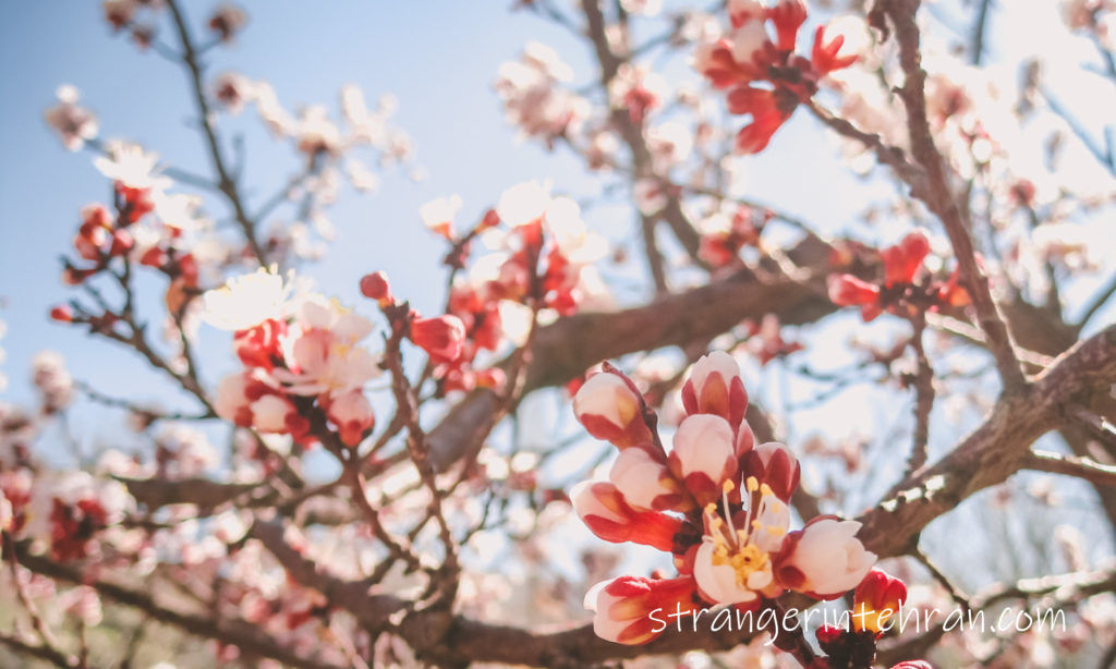 spring blossom