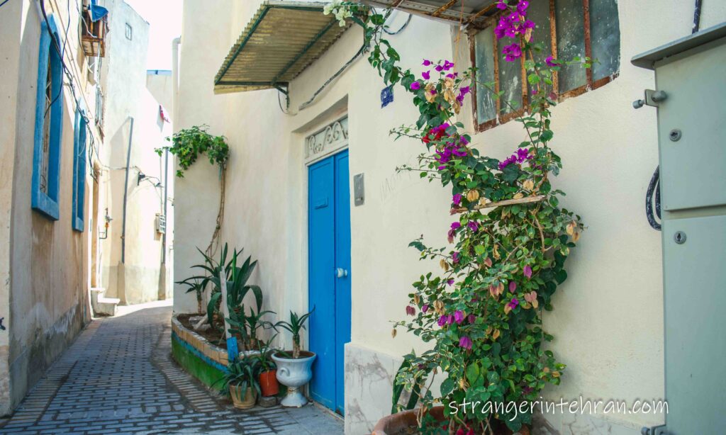 A narrow alley in Bushehr full of flowers and plants, a white house with a blue door.